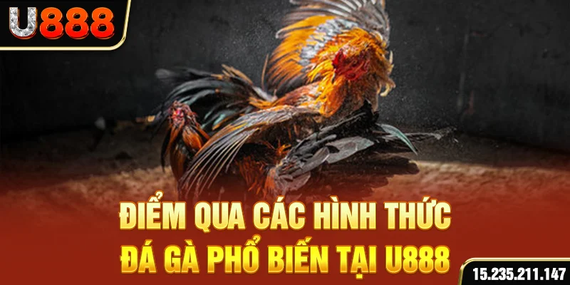 Điểm qua các hình thức đá gà phổ biến tại U888